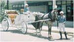 Cyprus weddings horse drawn Cinderella carriages