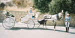 Cyprus weddings carriage - Horse drawn transport for the bride and groom