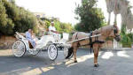 Pony and trap wedding transport