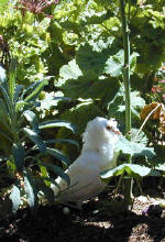 Maxine takes a rest in the bushes - It's a doves life!